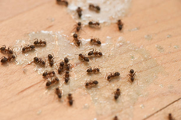 Best Pest Removal Services  in Cambridge City, IN