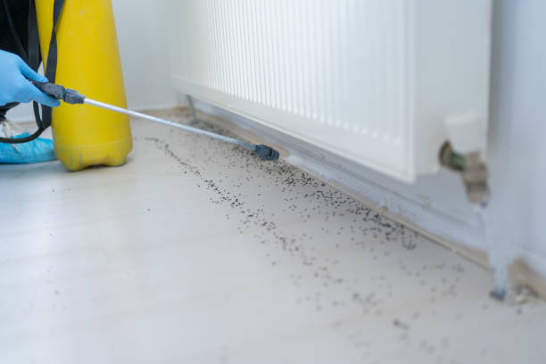 Best Flea Control Services  in Cambridge City, IN